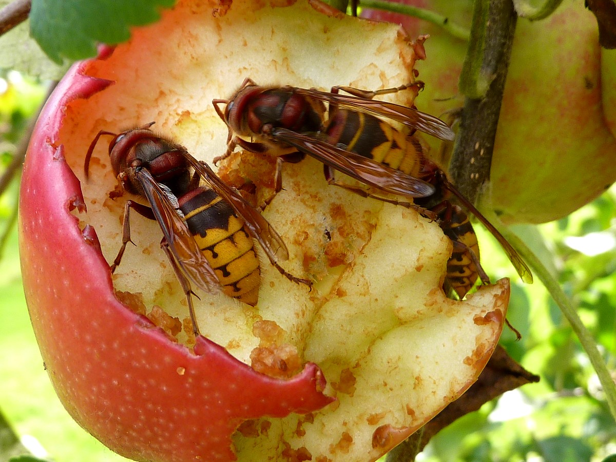 pomme et frelons